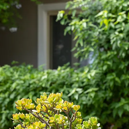 Aparthotel Lemonia Agios Sostis (Zakynthos)